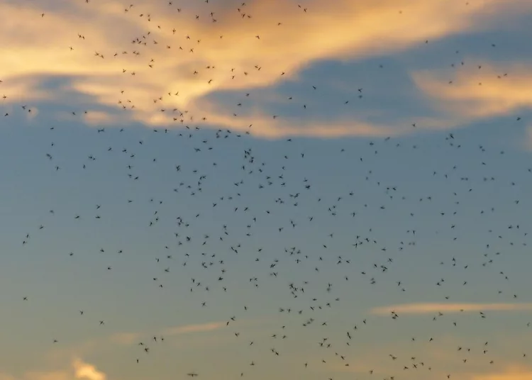 Árvaszúnyogok a Balatonon - bosszantó rovar vagy hasznos segítőtárs?