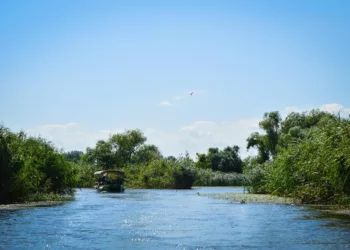 Tisza-tó szúnyogok és árvaszúnyogok – Amit a nyári rajzásról tudni érdemes! Hasonlít a Balaton partján tapasztaltakhoz?