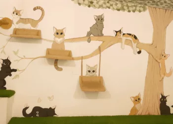 Macskások figyelem! Az egri Cicuskám Cat Café-ban jártunk – így hódítanak a cica kávézók Magyarországon és a világban