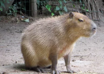 Kapibara-őrület: a világ legnyugodtabb állata meghódította a világot! Miért rajong érte mindenki?