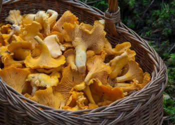 Őszi gombaszezon! Gombaszedés kisokos – így gyűjts biztonságosan és felelősen a természet kincseiből