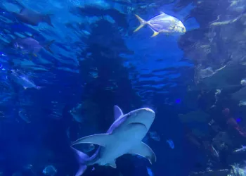 Tropicarium – Szuper családi program Budapesten rossz idő esetén