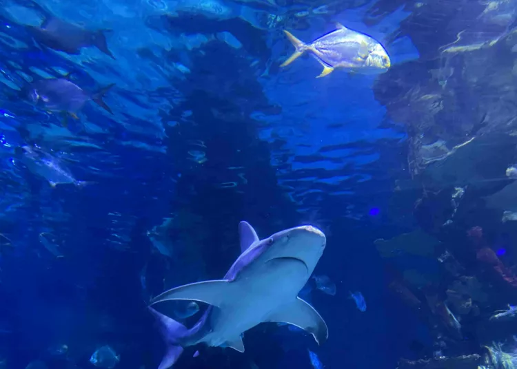 Tropicarium – Szuper családi program Budapesten rossz idő esetén