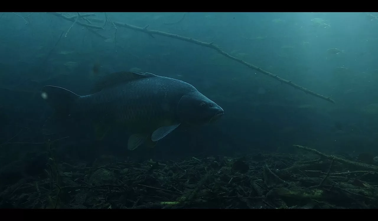 Leo berobbantotta a horgászatot és felkavarta az állóvizet – Ilyen még nem volt! A FishMine új irányt szab a horgászat és természetfilmezés világában