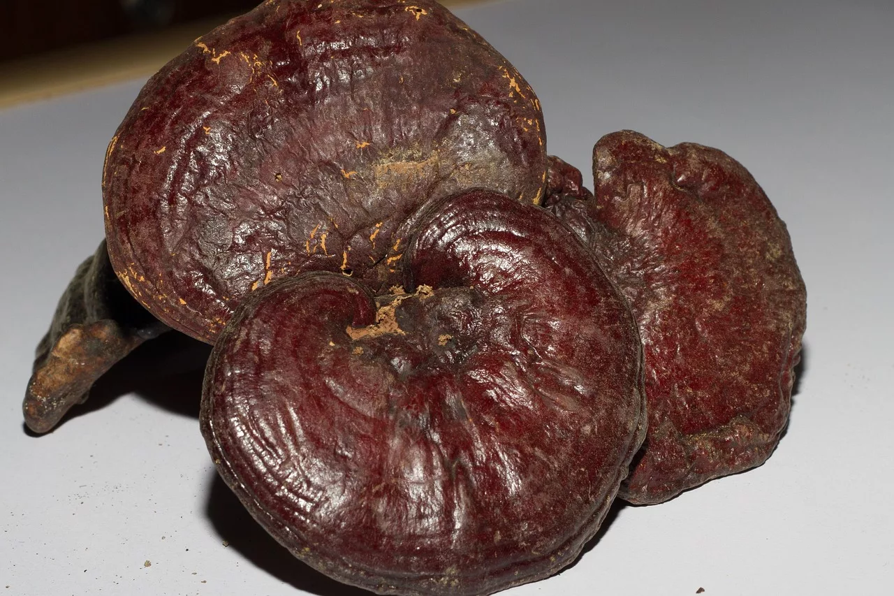 Reishi, a „halhatatlanság gombája”? – A Ganoderma gomba valódi hatásai